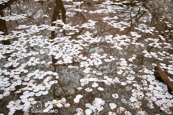 Kema Sakuranomiya Park in Osaka 大阪毛馬櫻之宮公園