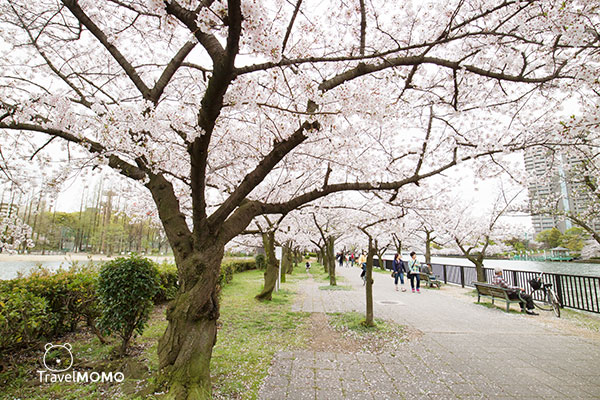 Kema Sakuranomiya Park in Osaka 大阪毛馬櫻之宮海濱公園