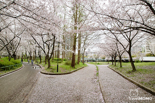Kema Sakuranomiya Park in Osaka 大阪毛馬櫻之宮公園