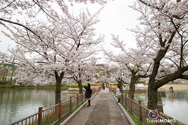 Kema Sakuranomiya Park in Osaka 大阪毛馬櫻之宮海濱公園