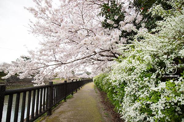 Ruins of Koriyama Castle 郡山城跡