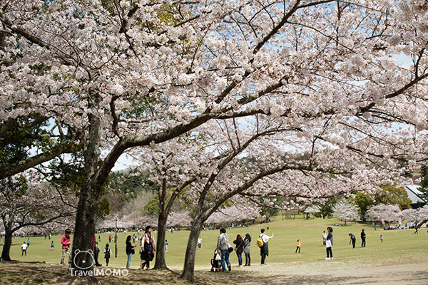 Nara Park in Japan 日本奈良公園