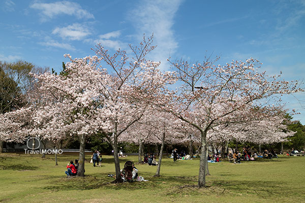 Nara Park in Japan 日本奈良公園
