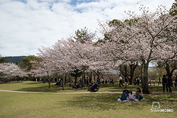 Nara Park in Japan 日本奈良公園
