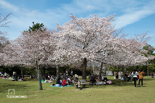 Nara Park in Japan 日本奈良公園