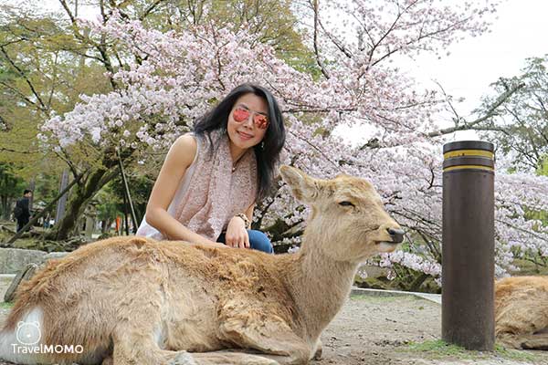 Nara Park in Japan 日本奈良公園