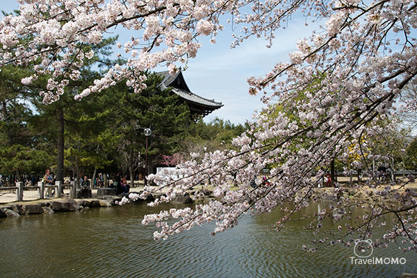 Nara Park in Japan 日本奈良公園