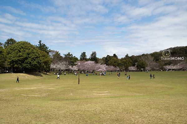 Nara Park in Japan 日本奈良公園