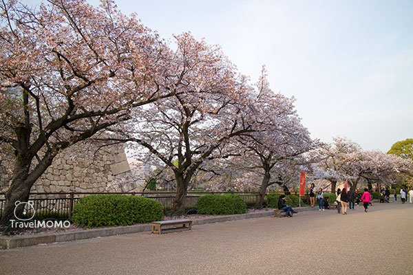 大阪城公園賞櫻 Cherry blossom in Osaka Castle Park
