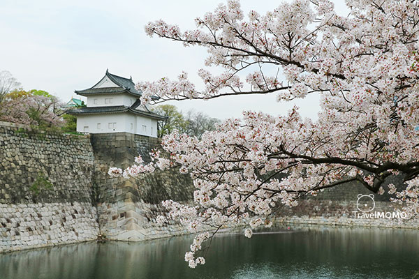 大阪城公園賞櫻 Cherry blossom in Osaka Castle Park