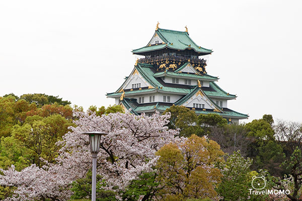 大阪城公園賞櫻 Cherry blossom in Osaka Castle Park