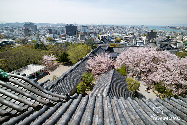 Wakayama Castle 和歌山城