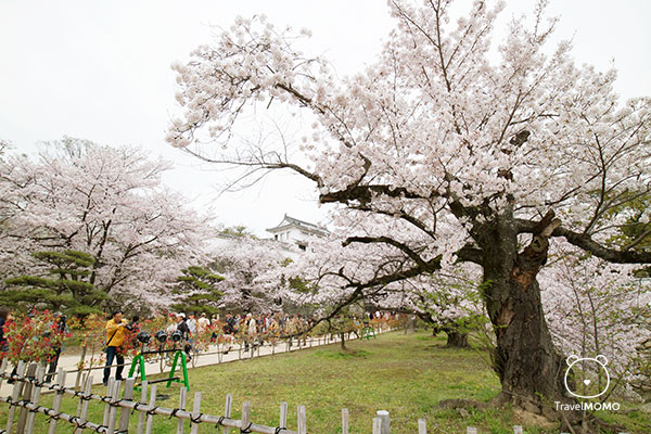 Himeji Castle 姬路城