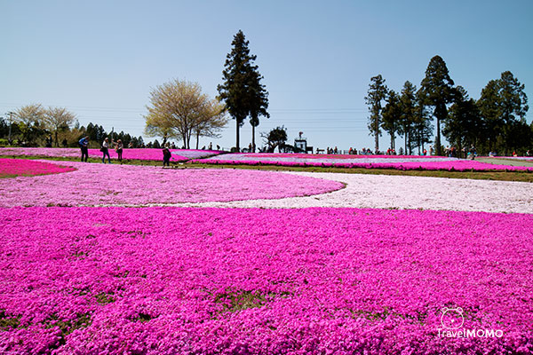 Shibazakura Hill in Hitsujiyama Park, Chichibu 秩父市羊山公園芝櫻之丘