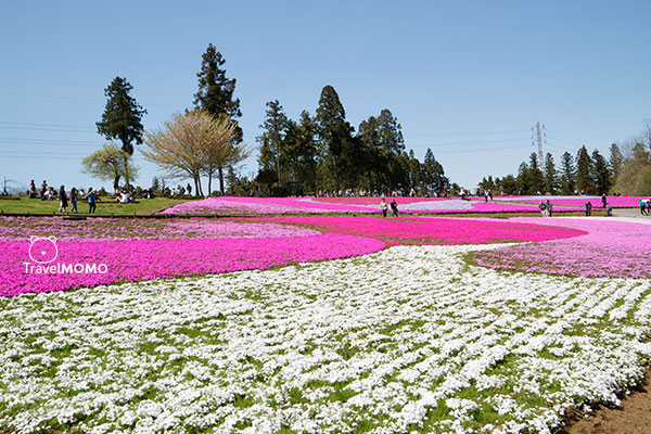 Shibazakura Hill in Hitsujiyama Park, Chichibu 秩父市羊山公園芝櫻之丘
