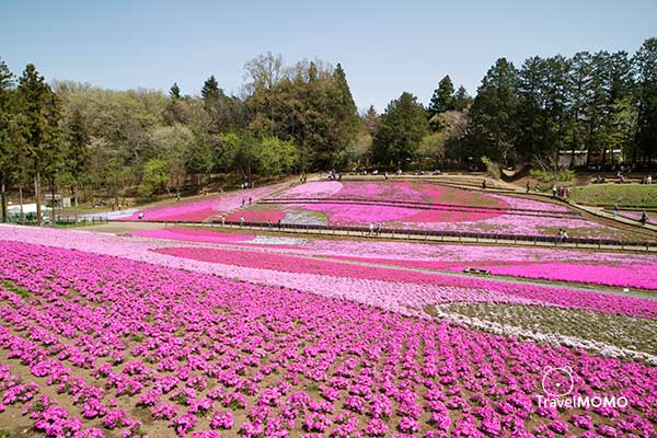 Shibazakura Hill at Hitsujiyama Park in Chichibu 秩父市羊山公園芝櫻之丘