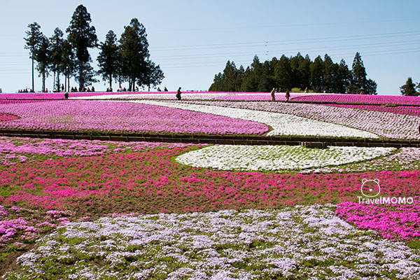 Shibazakura Hill in Hitsujiyama Park, Chichibu 秩父市羊山公園芝櫻之丘