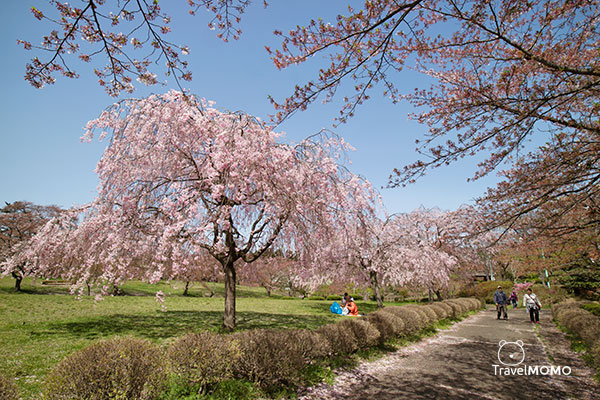 Shibazakura Hill in Hitsujiyama Park, Chichibu 秩父市羊山公園芝櫻之丘
