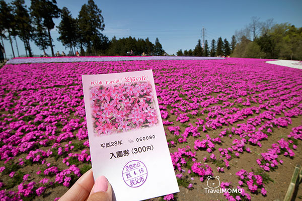 Shibazakura Hill at Hitsujiyama Park in Chichibu 秩父市羊山公園芝櫻之丘