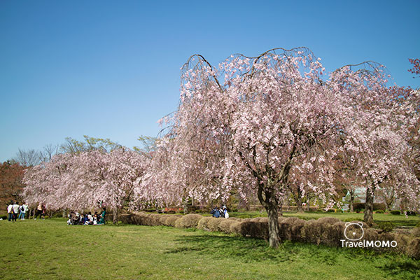 Shibazakura Hill in Hitsujiyama Park, Chichibu 秩父市羊山公園芝櫻之丘