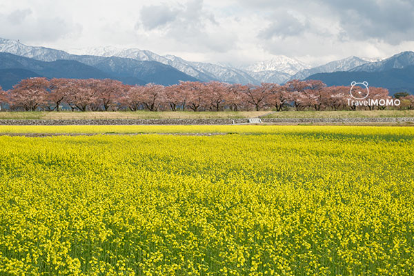 富山縣朝日町「春之四重奏」The spring quartet at Asahimachi in Toyama Prefecture 