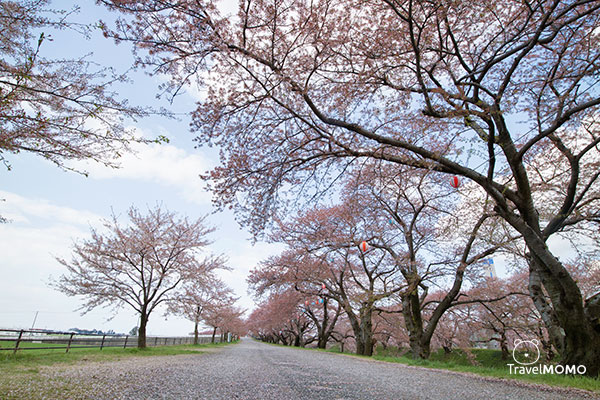 富山縣朝日町「春之四重奏」The spring quartet at Asahimachi in Toyama Prefecture 