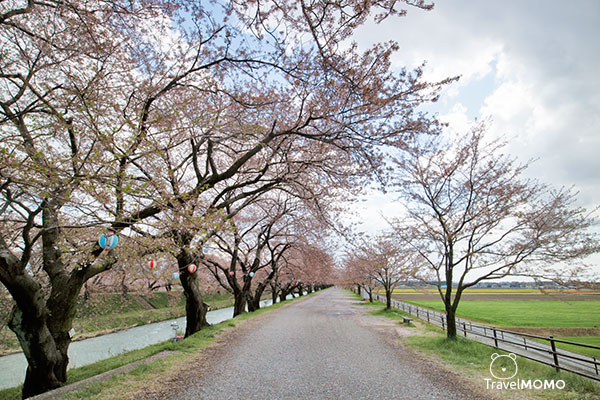 富山縣朝日町「春之四重奏」The spring quartet at Asahimachi in Toyama Prefecture 