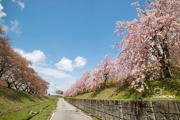 富山縣朝日町「春之四重奏」The spring quartet at Asahimachi in Toyama Prefecture 