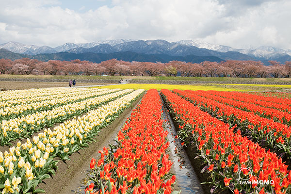 The spring quartet at Asahimachi in Toyama Prefecture 富山縣朝日町「春之四重奏」