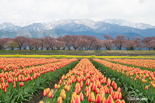 The spring quartet at Asahimachi in Toyama Prefecture 富山縣朝日町「春之四重奏」