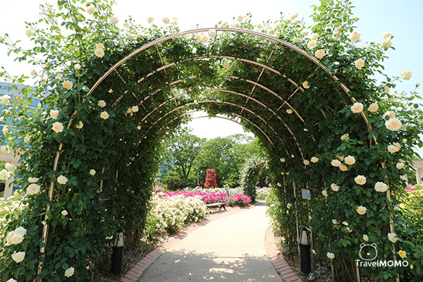 Rose festival at Olympic Park in Seoul  首爾奧林匹克公園玫瑰花節