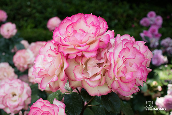 Rose festival at Olympic Park in Seoul  首爾奧林匹克公園玫瑰花節