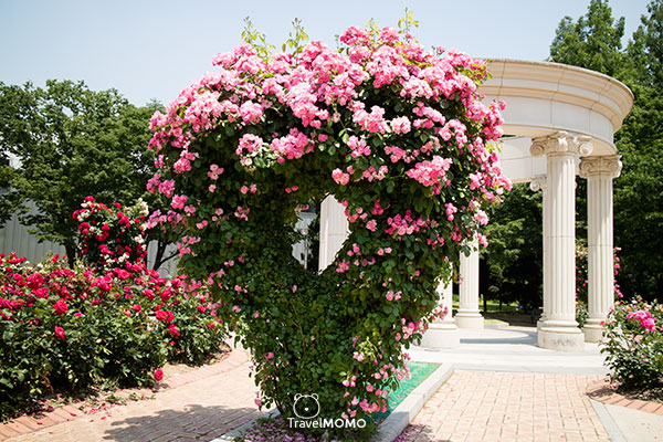 Rose festival at Olympic Park in Seoul  首爾奧林匹克公園玫瑰花節