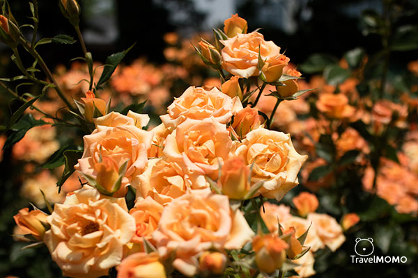 Rose festival at Olympic Park in Seoul 首爾奧林匹克公園玫瑰花節