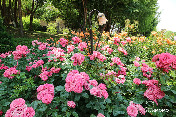 Rose festival at Olympic Park in Seoul 首爾奧林匹克公園玫瑰花節