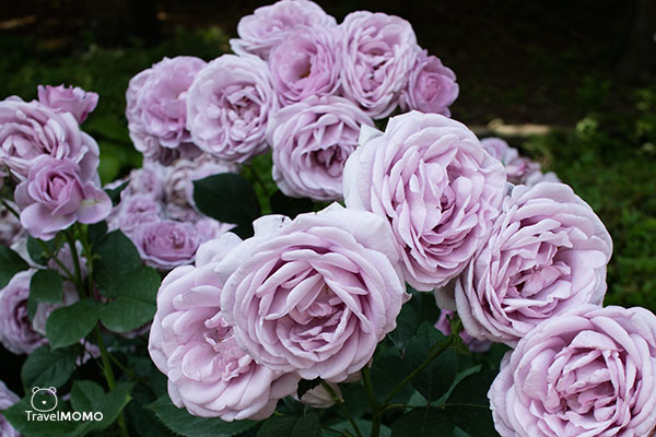 Rose festival at Olympic Park in Seoul 首爾奧林匹克公園玫瑰花節