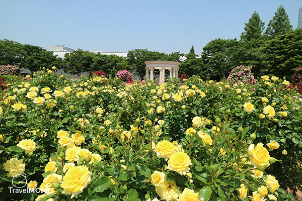 Rose festival at Olympic Park in Seoul  首爾奧林匹克公園玫瑰花節