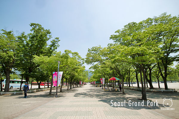 Rose festival in Seoul Grand Park 首爾大公園玫瑰花節