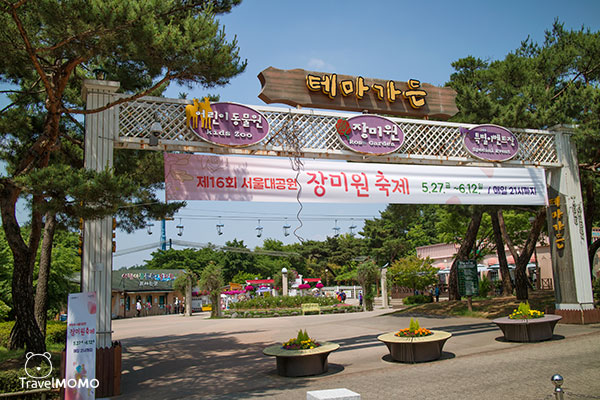 Rose festival in Seoul Grand Park 首爾大公園玫瑰花節