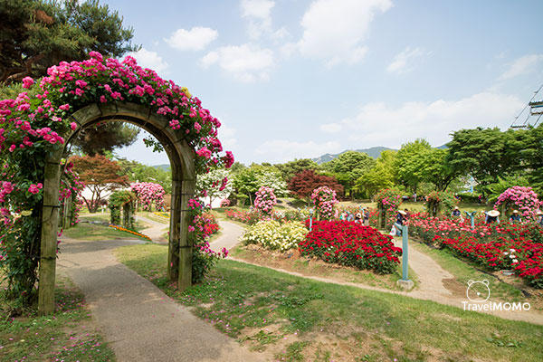 Rose festival in Seoul Grand Park 首爾大公園玫瑰花節