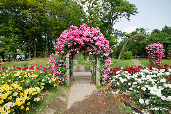 Rose festival in Seoul Grand Park 首爾大公園玫瑰花節