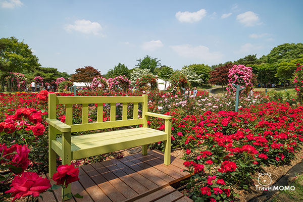 Rose festival in Seoul Grand Park 首爾大公園玫瑰花節