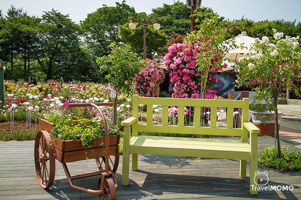 Rose festival in Seoul Grand Park 首爾大公園玫瑰花節