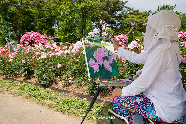 Rose festival in Seoul Grand Park 首爾大公園玫瑰花節