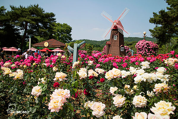 Rose festival in Seoul Grand Park 首爾大公園玫瑰花節