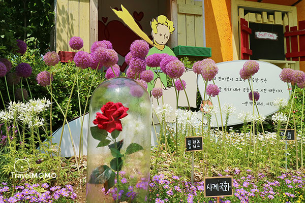 Rose festival in Seoul Grand Park 首爾大公園玫瑰花節