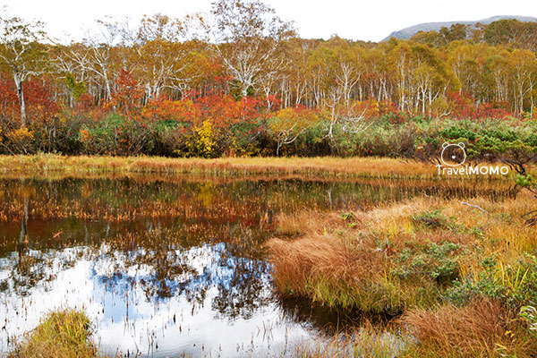 Shinsen Marsh 神仙沼