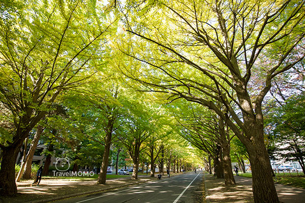 Hokkaido University