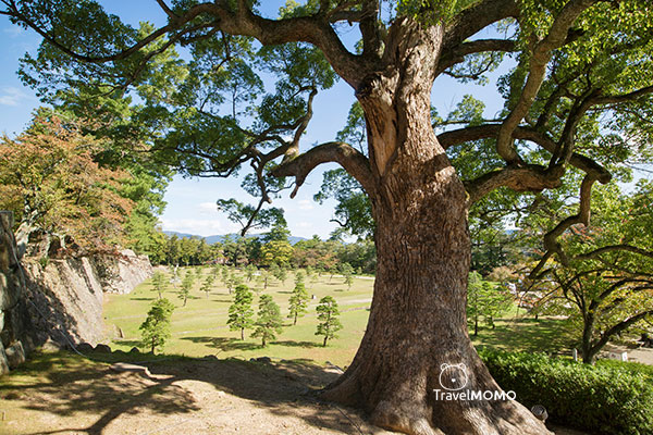 Matsue Castle 松江城