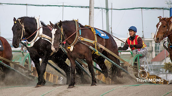 Obihiro Racetrack 帶廣賽馬場